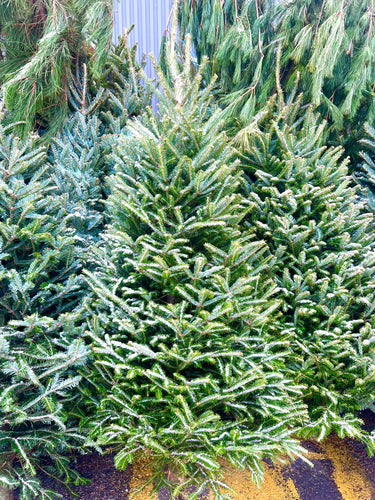 Sapins Fraser