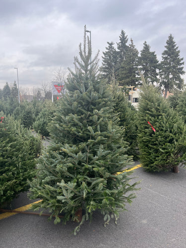 Sapins Cook