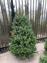 Sapins Beaumier premium