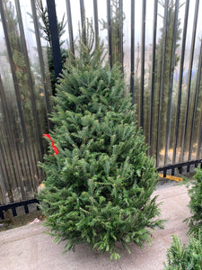 Sapins Beaumier premium