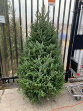 Sapins Beaumier premium