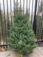 Sapins Beaumiers