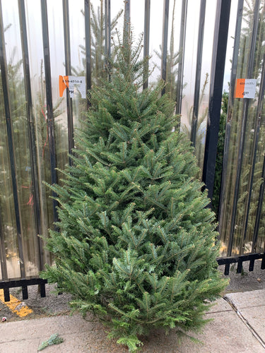 Sapins Beaumiers