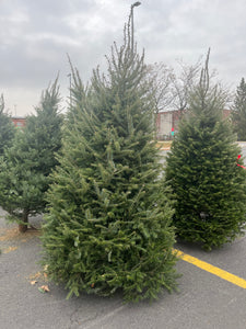 Sapins Cook