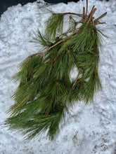 Branches de pin rouge