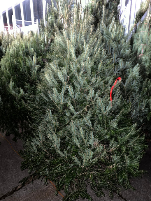 Sapins Beaumier premium