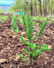 Sapins Beaumiers