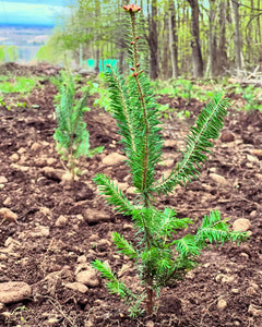 Sapins Beaumiers