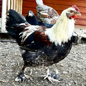 Coqs faverolle certifiés biologique